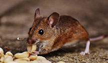 24 Hour & Emergency Exterminators in Libby, MN